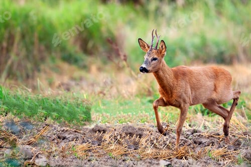 Preview: Buck deer in a clearing