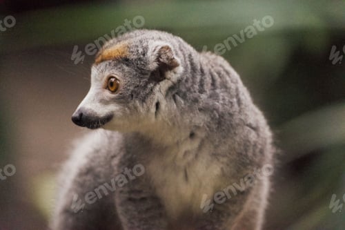 Preview: Lemur looking looking away on blurred background