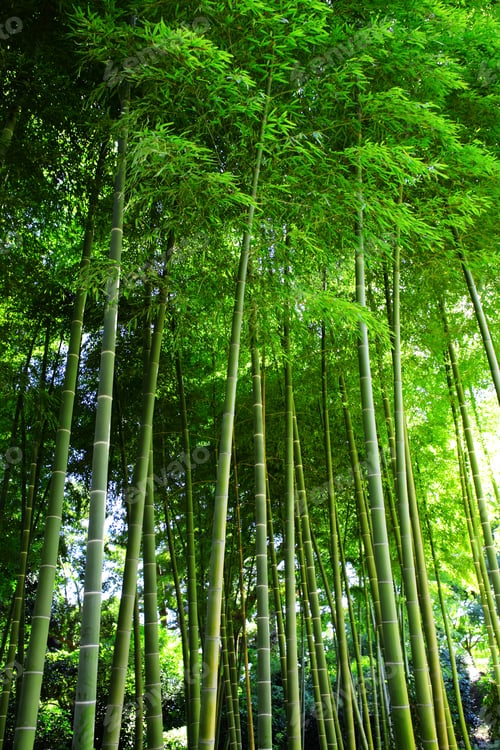 Preview: Bamboo forest