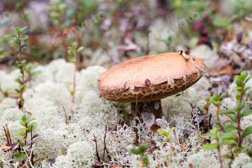 Preview: Edible mushroom