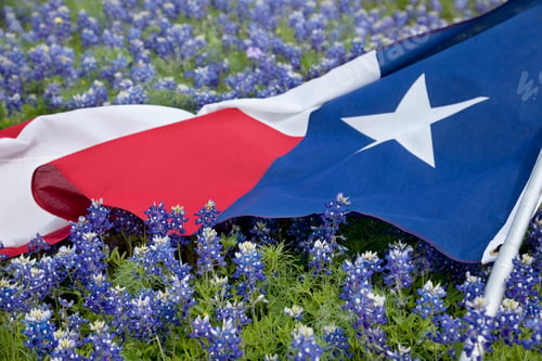 Preview: Texas Flag in Field of Bluebonnets