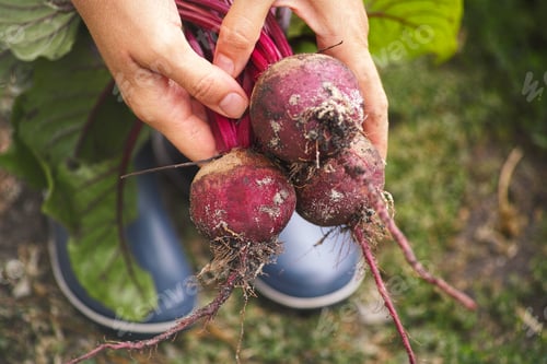 Preview: Farmer holding fresh harvested organic beetroot in her hands