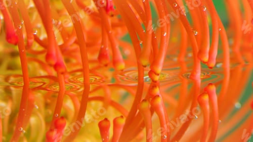 Preview: Close up of orange and yellow blooming unusual flower bud. Stock footage. Long antenna shaped petals