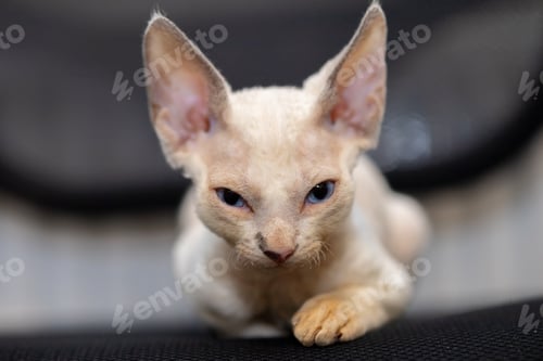 Preview: white Devon Rex kitten falls asleep sitting on a chair