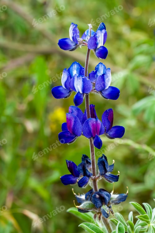 Preview: Lupinus pilosus is a species of edible flowering plant from the Fabaceae family that grows