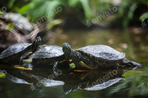 Preview: Group Red-eared slider resting on the shore. Turtle lined