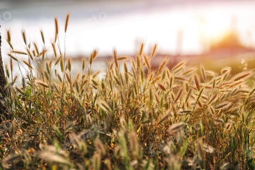 Preview: Amazing ummer background golden wheat ears in sunlight.
