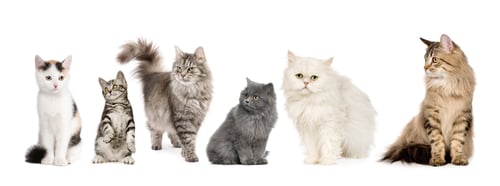 Preview: Group of cats in a row : Norwegian, Siberian and persian cat
