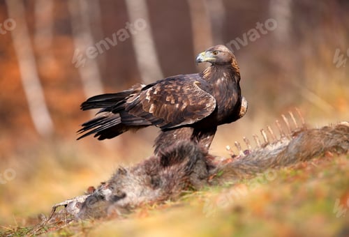 Preview: Golden eagle observing near the bones in autumn nature