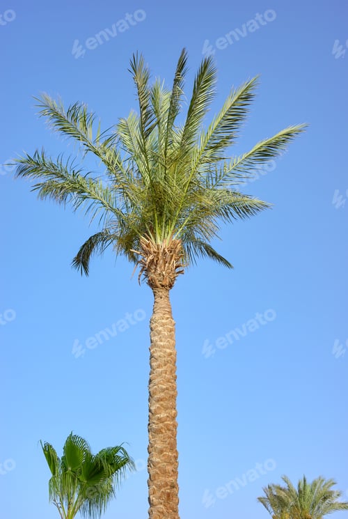Preview: Date palm tree against a blue sky.