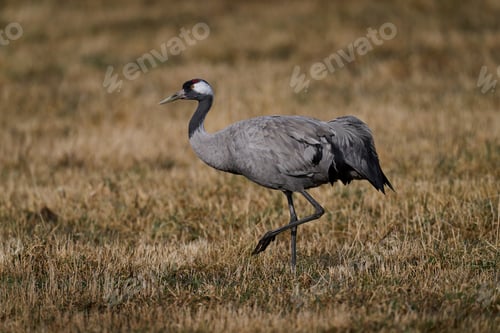 Preview: Common crane (Grus grus)