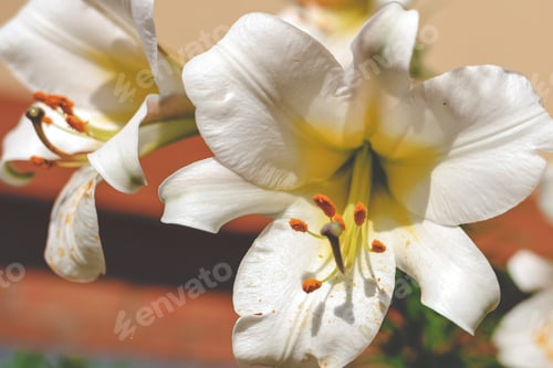 Preview: Decorative white lilies, lily growing in garden. Floral spring summer natural festive background.