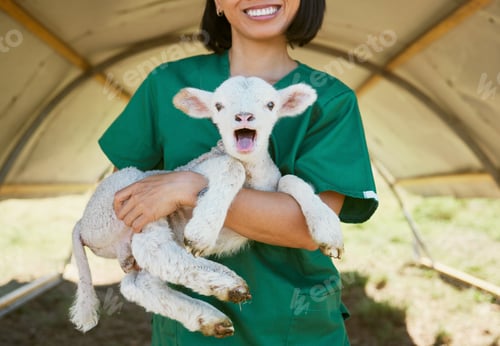 Preview: Lamb, baby animal and vet woman at a farm or zoo for health and wellness of farming animals with ca