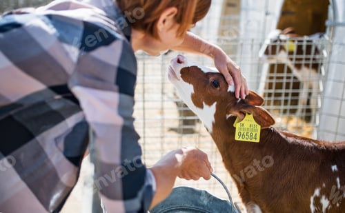 Preview: Woman worker working on diary farm, agriculture industry