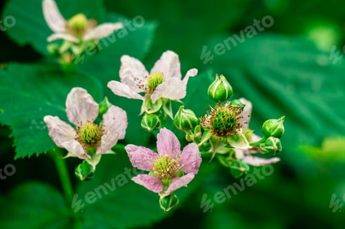 Preview: a close up of flowers in the grass with leaves in the background