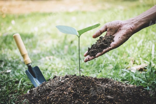 Preview: Planting a tree
