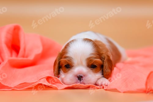 Preview: little newborn dog puppy cavalier king charles spaniel on beige background