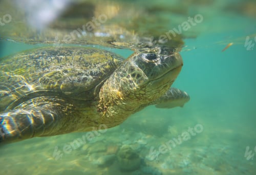 Preview: Turtle