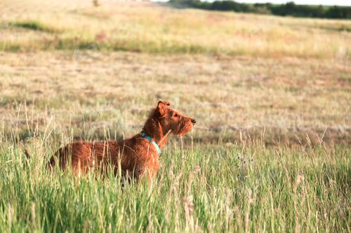 Preview: Purebred hunting dog young excellent serious proud stately Irish Terrier stands on a sunny meadow