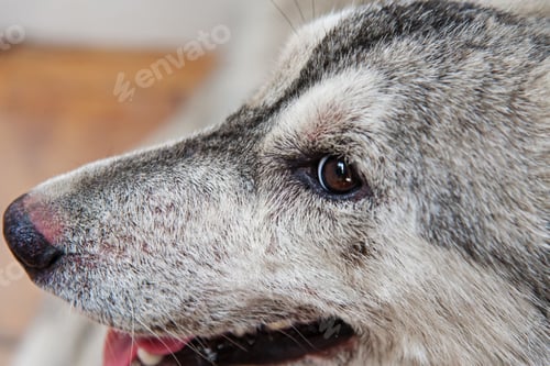 Preview: dog, siberian husky, pets, dogs, wilderness