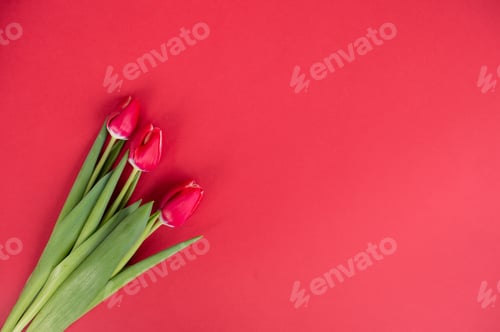 Preview: Colorful tulip flowers on a red background. With a space to copy. Top view flat