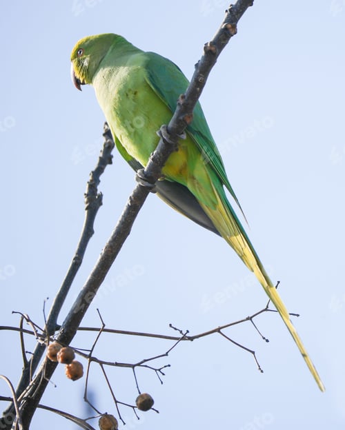 Preview: Small Rose-ringed Parakeet on a branch of a tree, near a cluster of ripe, red berries
