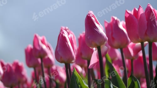 Preview: Close up of pink tulips outdoors