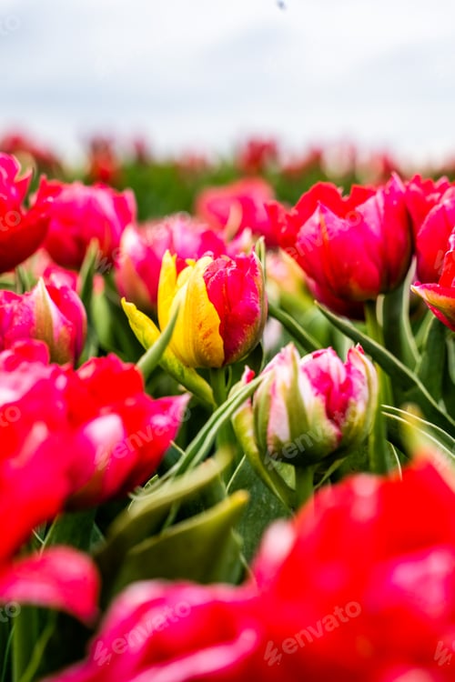 Preview: Colourful tulip fields, captured in The Netherlands during Spring season