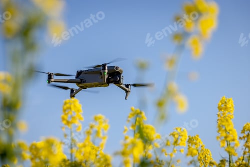 Preview: Drone Capturing an Oilseed Crop for Agriculture