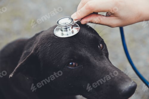 Preview: Dog Examined with a Stethoscope During a Checkup
