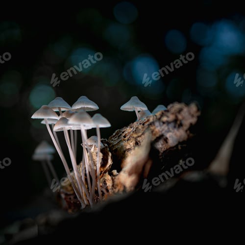 Preview: Mushrooms in the spotlight