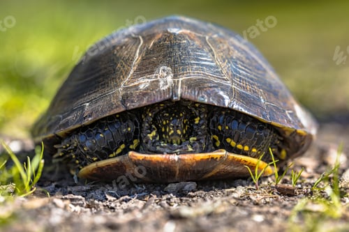 Preview: European pond turtle hiding