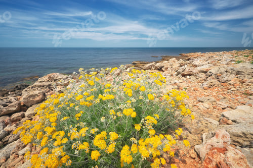 Preview: Bush of yellow flower on seashore.