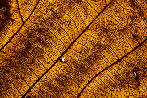 Preview: Background of the texture of dry leaf