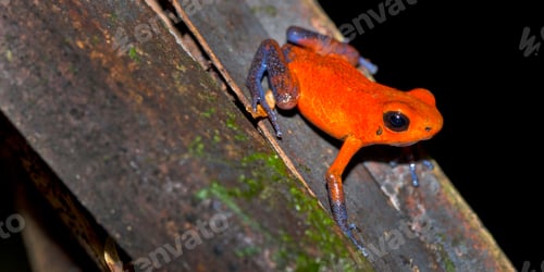 Preview: Dart Poison Frog, Tropical Rainforest, Costa Rica