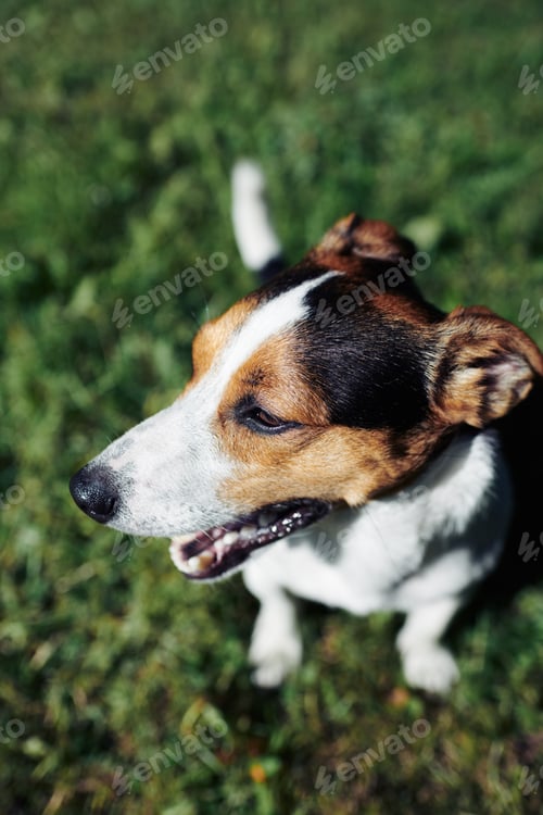Preview: Funny dog sitting in park