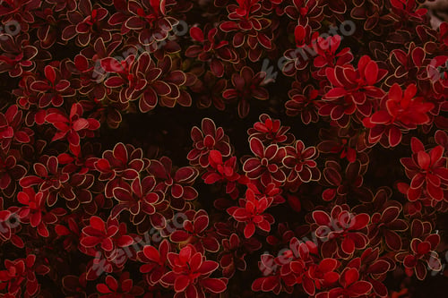 Preview: Background plant bush with red and burgundy flowers and leaves. Texture Red leaves background