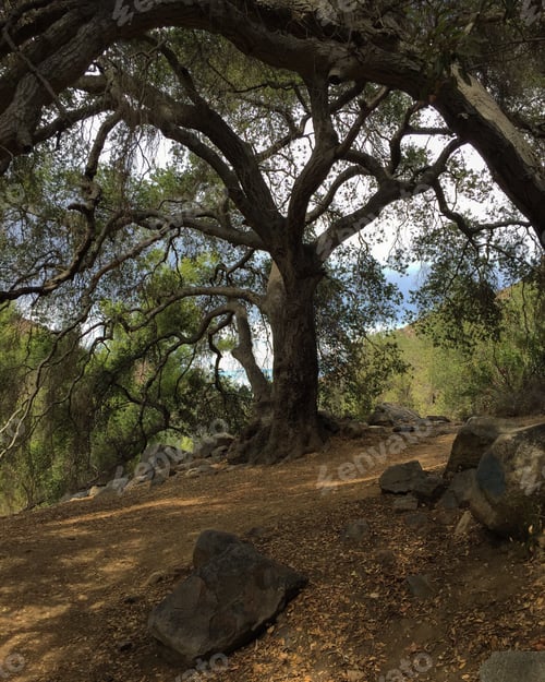 Preview: Under the canopy of Oak trees. tonythetigersson, Tony Andrews Photography