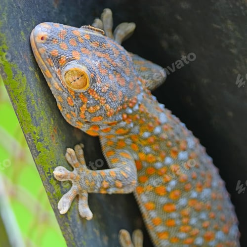 Preview: gecko lizard