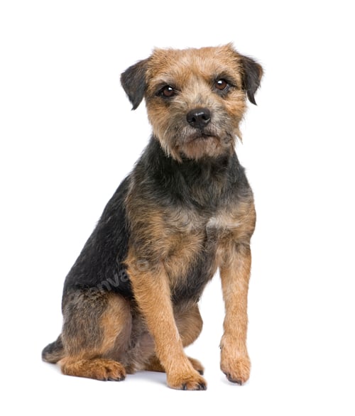 Preview: Border terrier