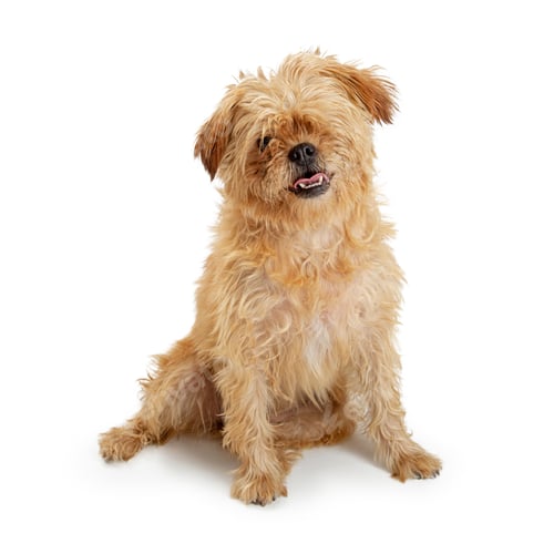Preview: One-Eyed Brown Shaggy Dog Sitting