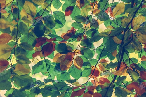 Preview: Branches of colorful autumn leaves