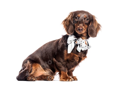Preview: Adorable dachshund dog wearing a scarf sitting on white background