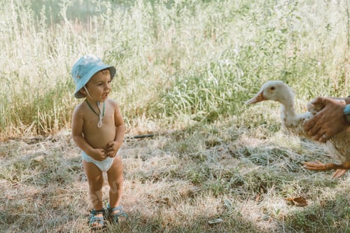 Preview: Dad Shows his Child Domestic Duck. Boy Laughs