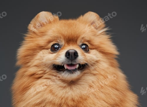 Preview: Pomeranian fluffy pet looking at camera against gray background