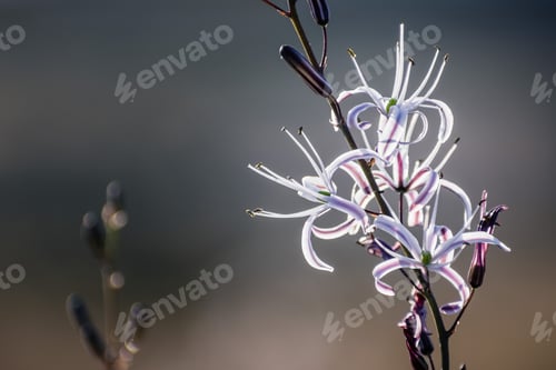 Preview: Soaproot plant flowers