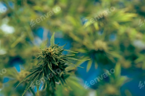 Preview: Green house and harvesting of cannabis weed hemp plants cultivation of marijuana farm laboratory