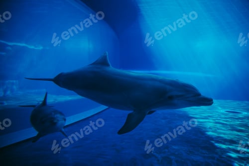 Preview: Dolphins swimming underwater
