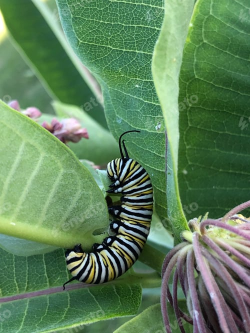 Preview: Monarch butterfly caterpillar crawling on milkweed plant leaf