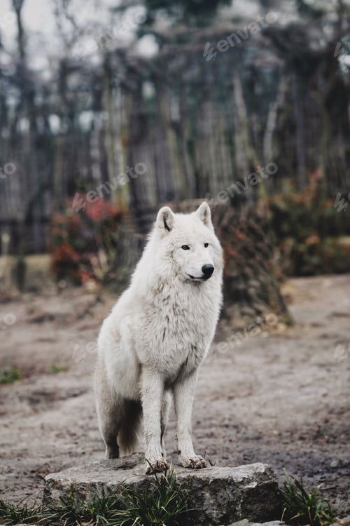 Preview: animal